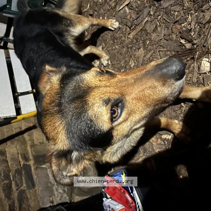 Foto 1/1 Perro encontrado Encontrado en Montigny