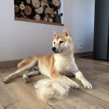 Foto de perro perdido en Blanzy