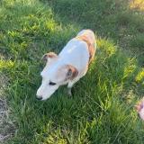 Foto de perro encontrado en Azat Le Ris