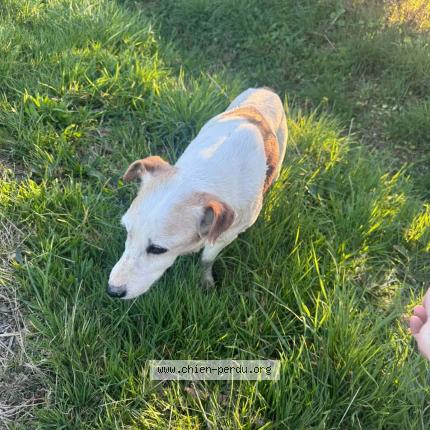 Foto 1/1 Perro encontrado Encontrado en Azat le ris