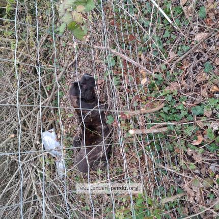 Foto 1/1 Perro encontrado Encontrado en Rauville la place