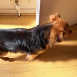 Foto de perro encontrado en Aiguillon