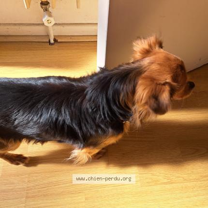 Foto 1/1 Perro encontrado Encontrado en Aiguillon