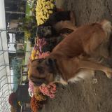 Foto de perro perdido en Artagnan