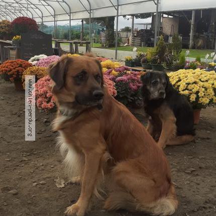 Foto 1/1 Rouky Perro perdido en Artagnan