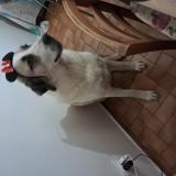 Foto de perro perdido en Hyeres