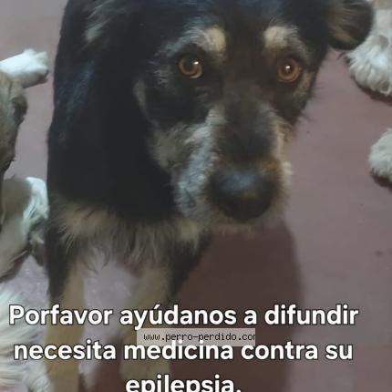 Foto 1/1 Maykel Perro perdido en Quito