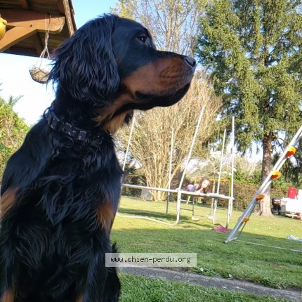 Foto 1/1 Arristoun Perro perdido en Pissos