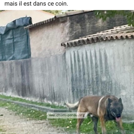 Foto 1/1 Perro encontrado Encontrado en Castries