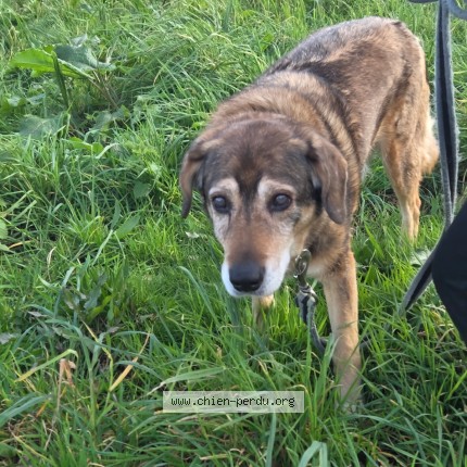 Foto 1/1 Papi nesquick Perro perdido en Guilers