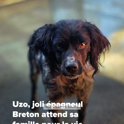 Foto 1/1 Ulysse Perro perdido en La villeneuve au chene