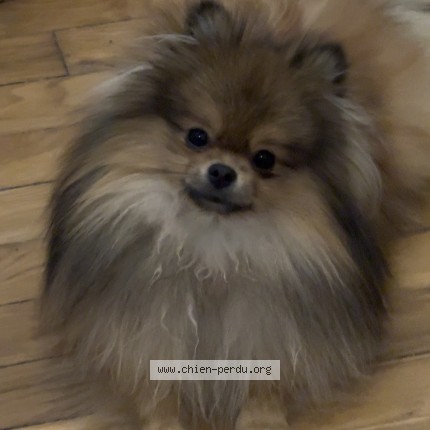 Foto 1/1 Akir Perro perdido en Saint cyr l ecole