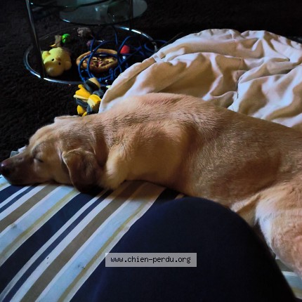 Foto 2/3 Perro encontrado Encontrado en Aix en privence