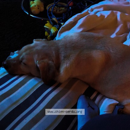 Foto 3/3 Perro encontrado Encontrado en Aix en privence