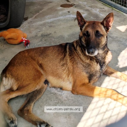 Foto 1/1 Perro encontrado Encontrado en Caussade