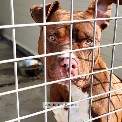 Foto 1/1 Perro encontrado Encontrado en Montauban