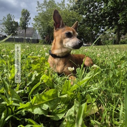 Foto 1/1 Swaggy Perro perdido en Sainte luce sur loire