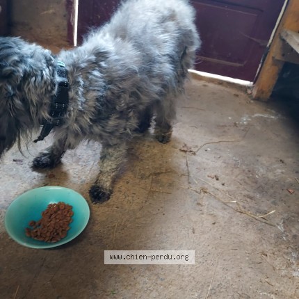 Foto 1/1 Perro encontrado Encontrado en Ossun