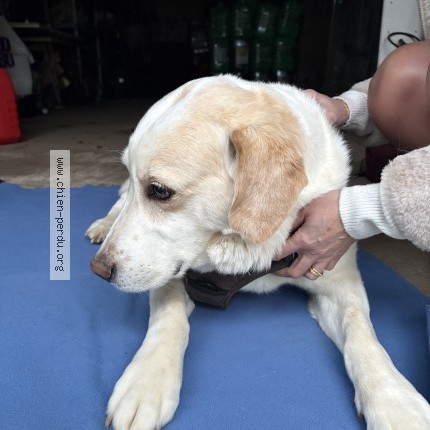 Foto de perro encontrado en Saint Thuriau