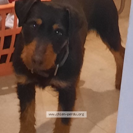 Foto de perro encontrado en Cesancey