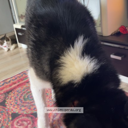 Foto de perro perdido en Mulhouse