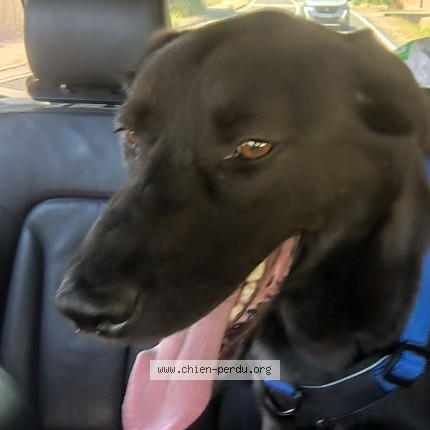 Foto de perro perdido en Perpignan