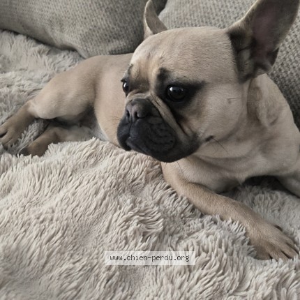 Foto 1/1 Chanel Perro perdido en Perpignan