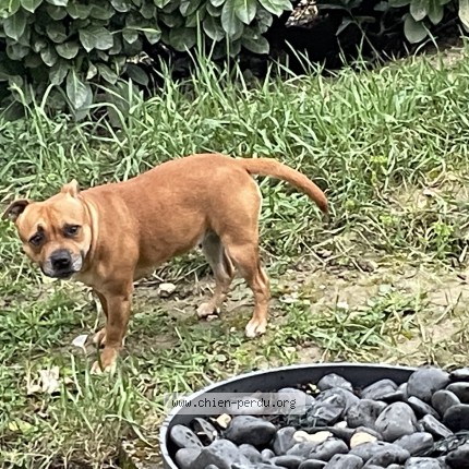 Foto 1/1 Pétale Perro perdido en Mons