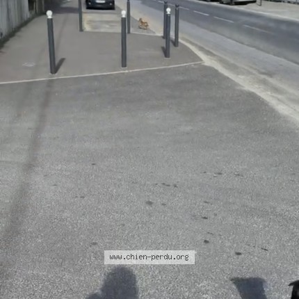 Foto de perro encontrado en Montpellier