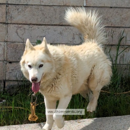 Foto de perro perdido en Val D Usiers