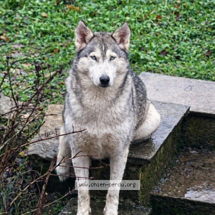 Foto de perro perdido en Verfeil