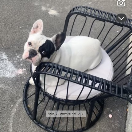 Foto de perro perdido en Feytiat