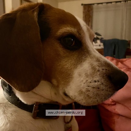 Foto 1/1 Onyx Perro perdido en Chateauneuf grasse