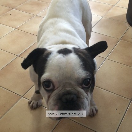 Foto de perro perdido en Jonzieux