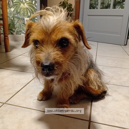 Foto de perro encontrado en Bascons