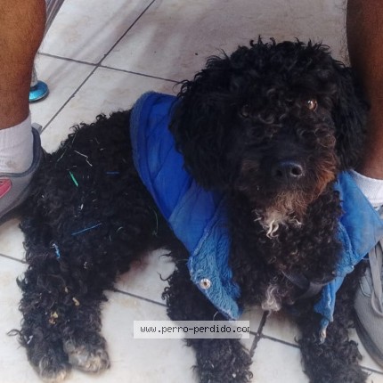 Foto 1/1 Teddy Perro perdido en Huacho