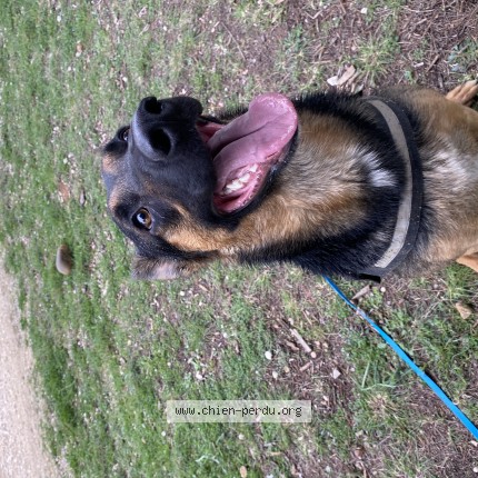 Foto de perro perdido en Port De Bouc