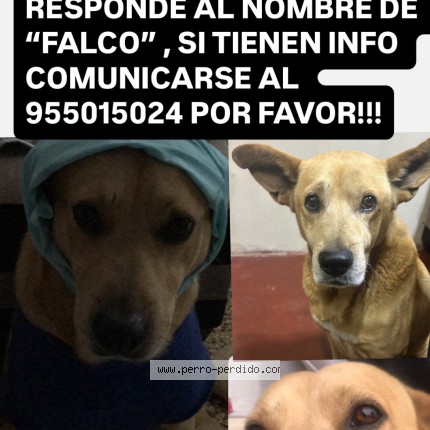 Foto 1/1 Falco Perro perdido en Callao