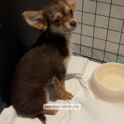 Foto de perro encontrado en Gignac La Nerthe