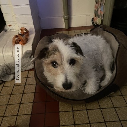 Foto de perro perdido en Tarbes