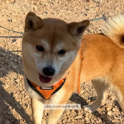 Foto de perro perdido en La Fare Les Oliviers
