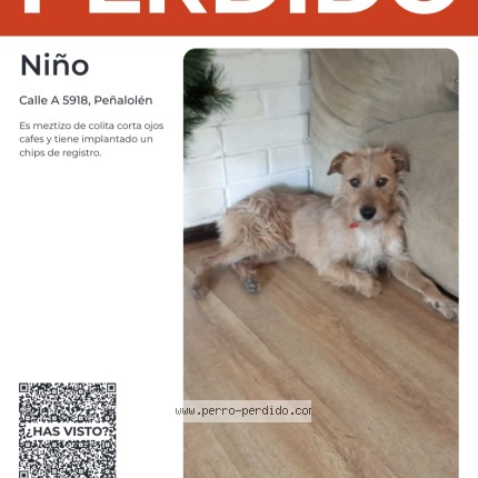 Foto 1/1 Perro encontrado Perdido en Penalolen