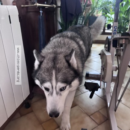 Foto de perro encontrado en Toulouse