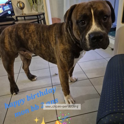 Foto de perro perdido en Joncet Serdinya