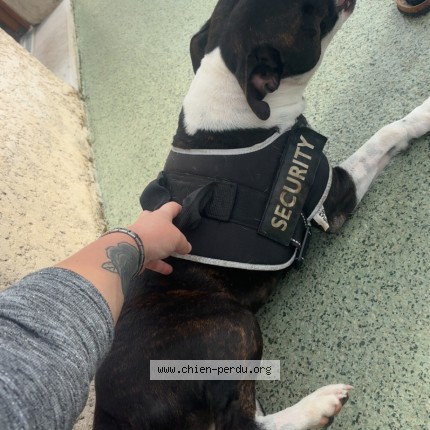 Foto de perro encontrado en Venise