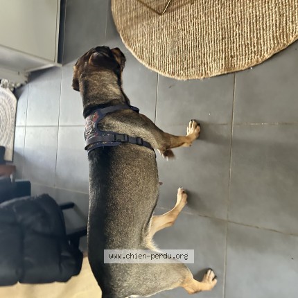 Foto de perro encontrado en Pessac