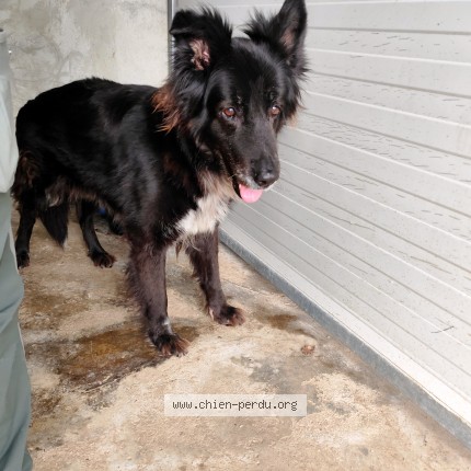 Foto de perro encontrado en Montauban