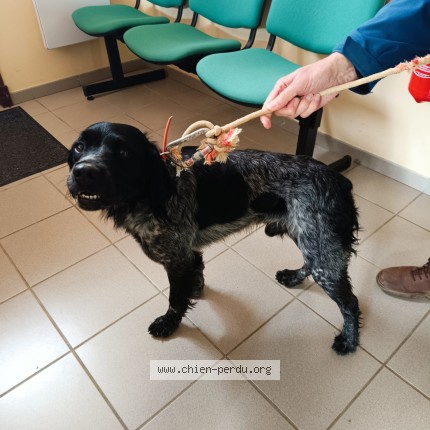 Foto de perro encontrado en Teulat