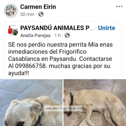 Foto 1/1 Mia Perro perdido en Casa Blanca
