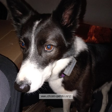 Foto de perro encontrado en Anglet